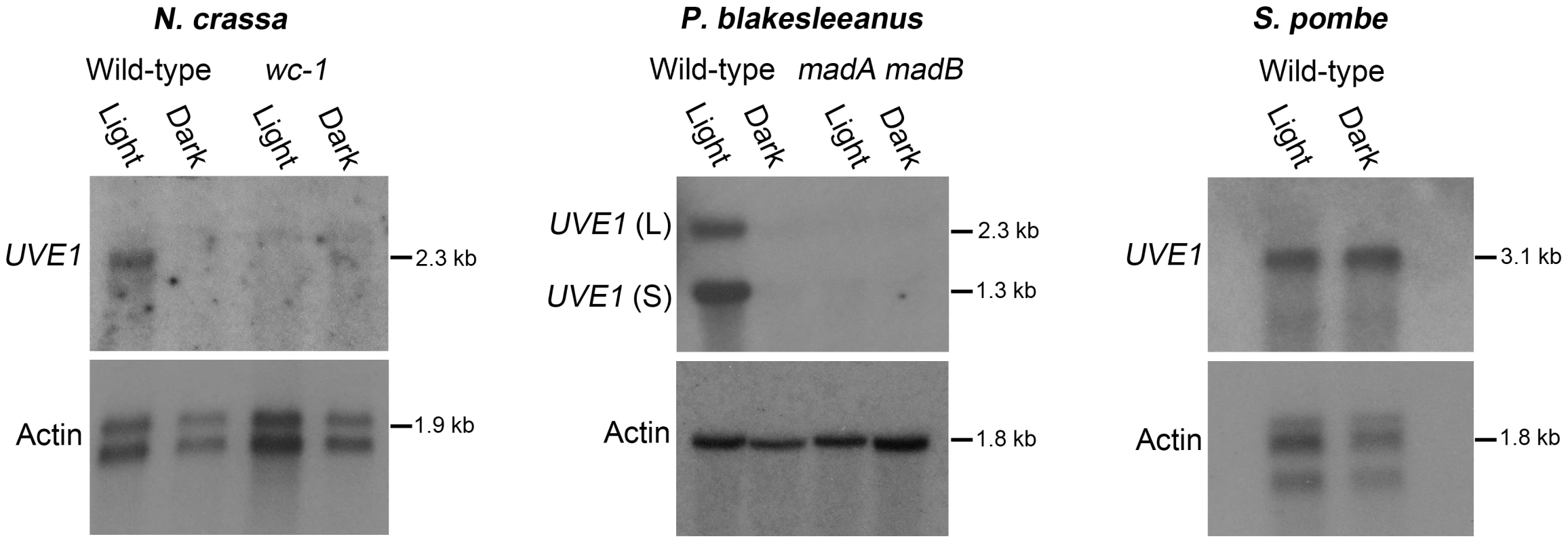 Light regulation of <i>UVE1</i> homologs through the White Collar complex is conserved in fungi.