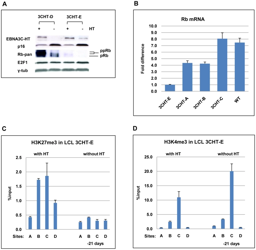 EBNA3C-mediated regulation of <i>p16<sup>INK4A</sup></i> does not require Rb.
