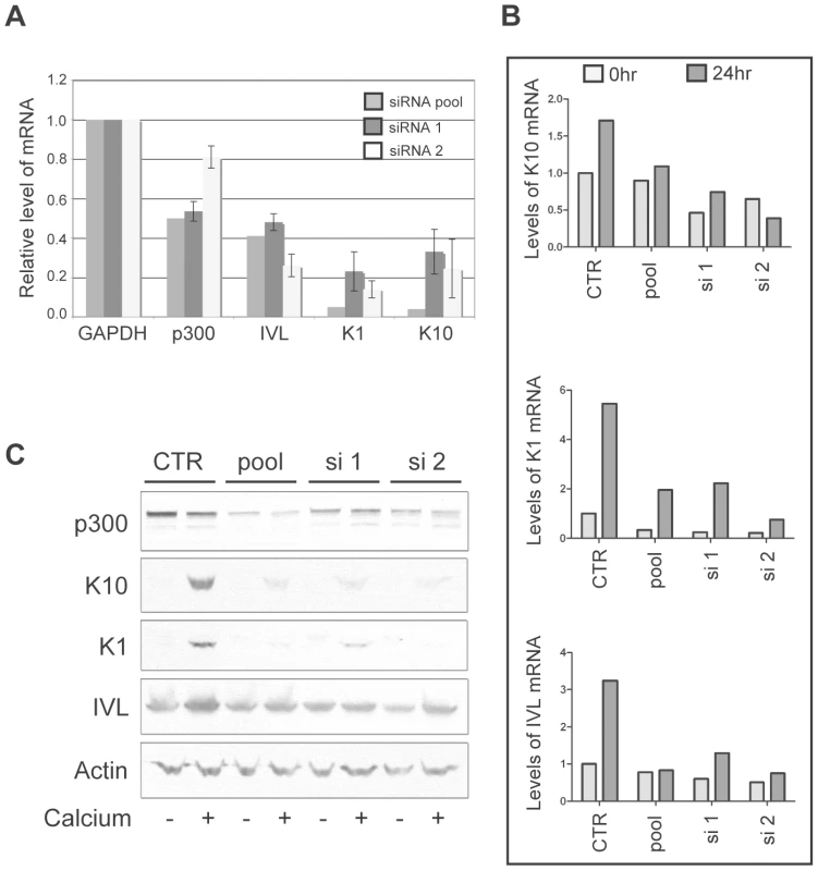 p300 knockdown by siRNA is sufficient to attenuate the mRNA and protein expression of K1, K10 and involucrin.