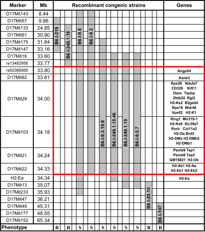 Chart of the extended <i>H2</i> genomic region in novel recombinant congenic strains.