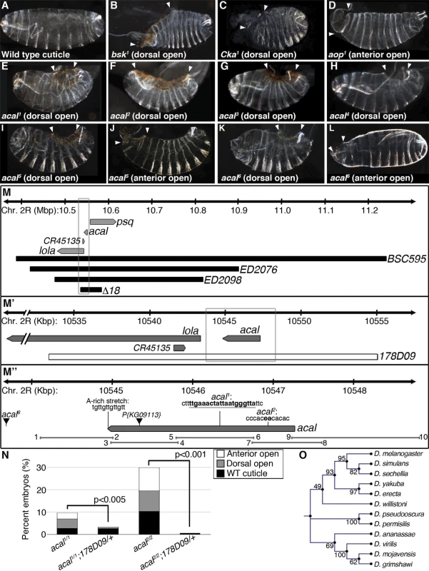 Molecular and genetic characterization of <i>acal</i> mutants.
