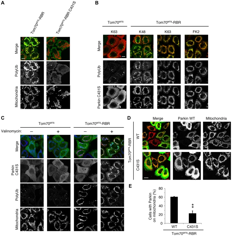 Phospho-polyUb chain on the mitochondria induces the mitochondrial translocation of Parkin.