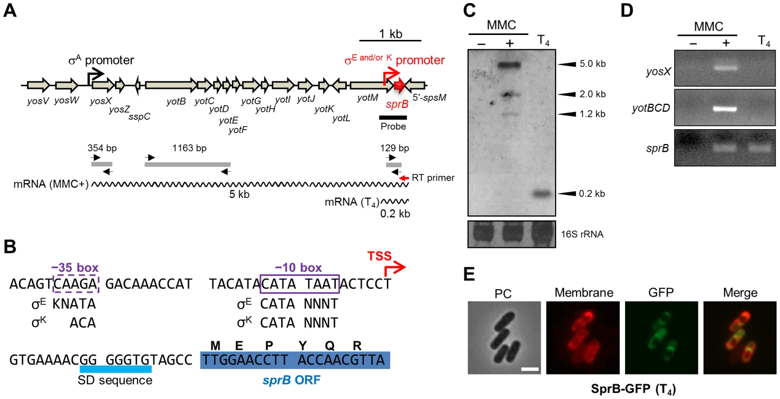Mother cell-specific expression of <i>sprB</i> during sporulation.