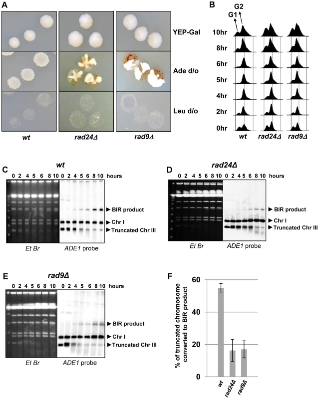 DSB repair in checkpoint-deficient mutants.