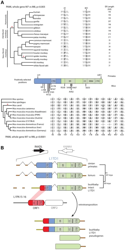 Novelty in <i>L1TD1</i> of primates and mice.