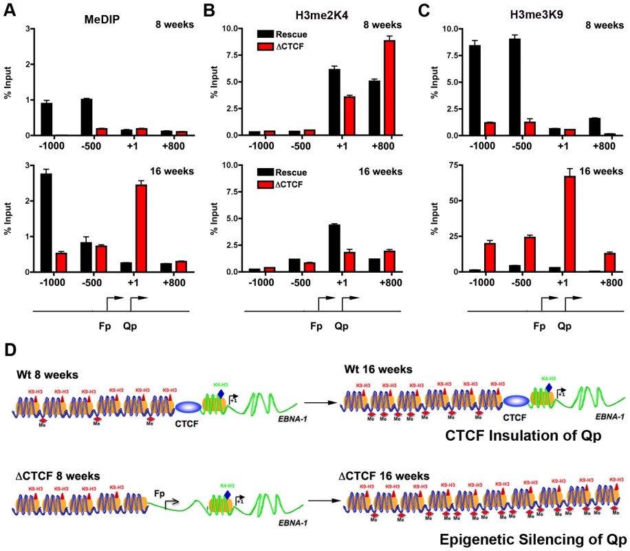 Changes in epigenetic patterns in Qp mutated bacmids.
