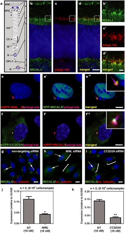NINL and CC2D2A co-localize with MICAL3 and are required for correct MICAL3 localization.