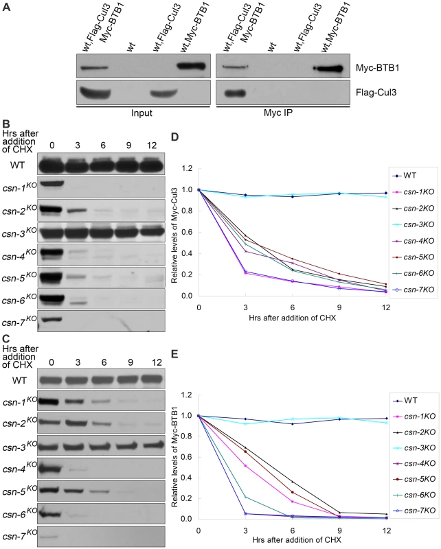 Protein levels of Cul3-based E3 components reduced dramatically in the six core CSN subunit mutants, but not in <i>csn-3<sup>KO</sup></i> mutant.