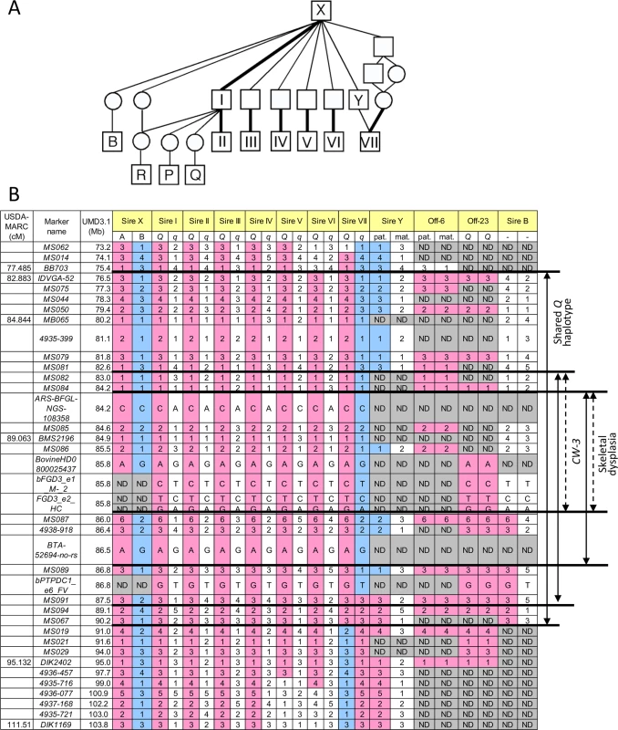 Pedigree and identical-by-descent (IBD) analysis.