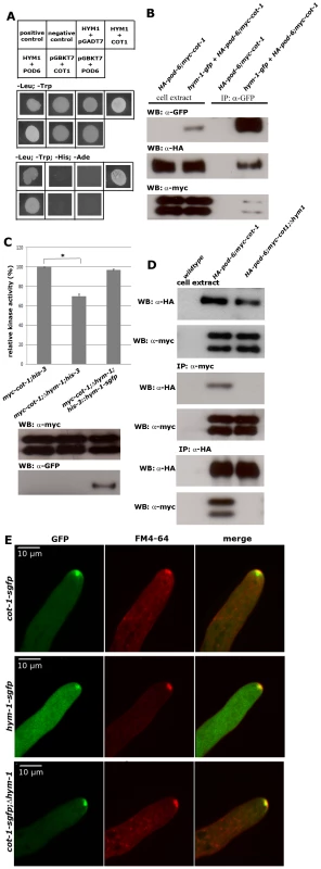 HYM1 functions as scaffold protein for the COT1-POD6 complex.