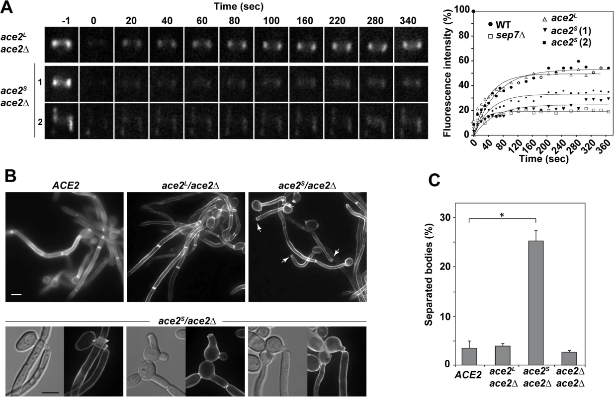 Ace2<sup>L</sup> is essential for septin ring dynamics during hyphal growth.