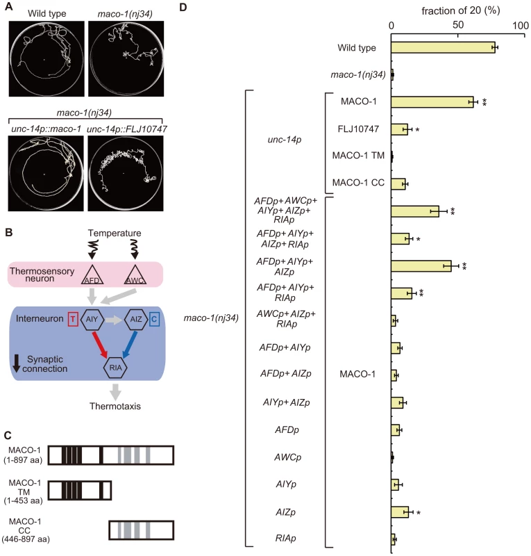 Cell-specific rescue experiments for thermotaxis defects in <i>maco-1(nj34)</i> mutants.