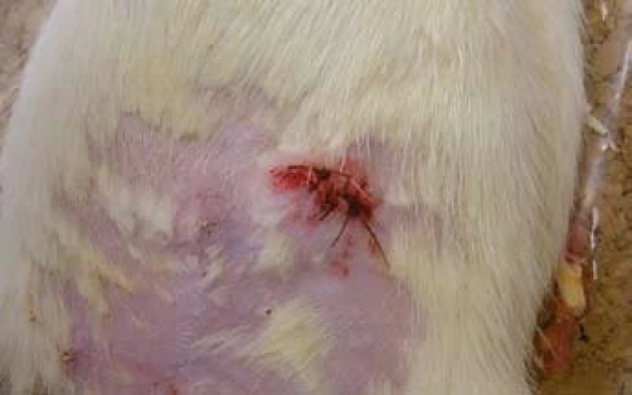 Píštěl ošetřená suturou ústí. Pooperační stav.
Fig. 2. Fistula treated by suture of external opening – postoperative finding.
