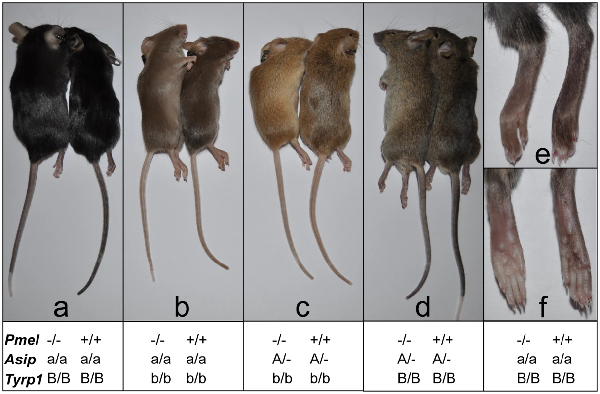 Phenotypic effects on pigmentation of the <i>Pmel<sup>−/−</sup></i> genotype on four different genetic backgrounds.