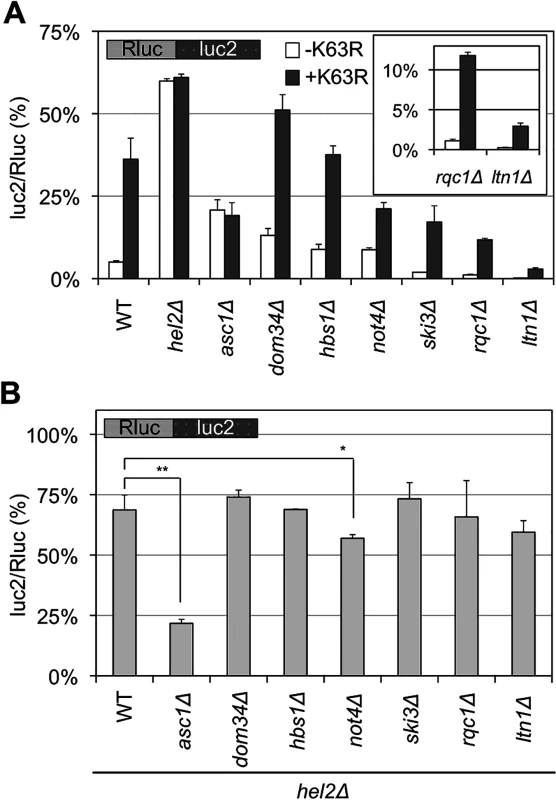 Temporal regulation of K63 polyubiquitination and Hel2 with other factors for stalled translation.