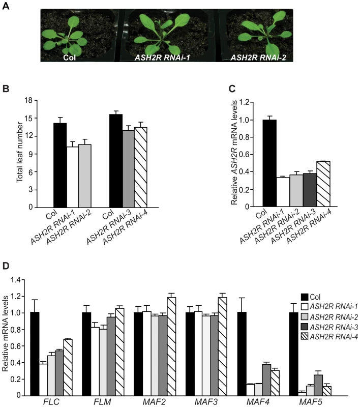 <i>ASH2R</i> Knockdown Causes Early Flowering.