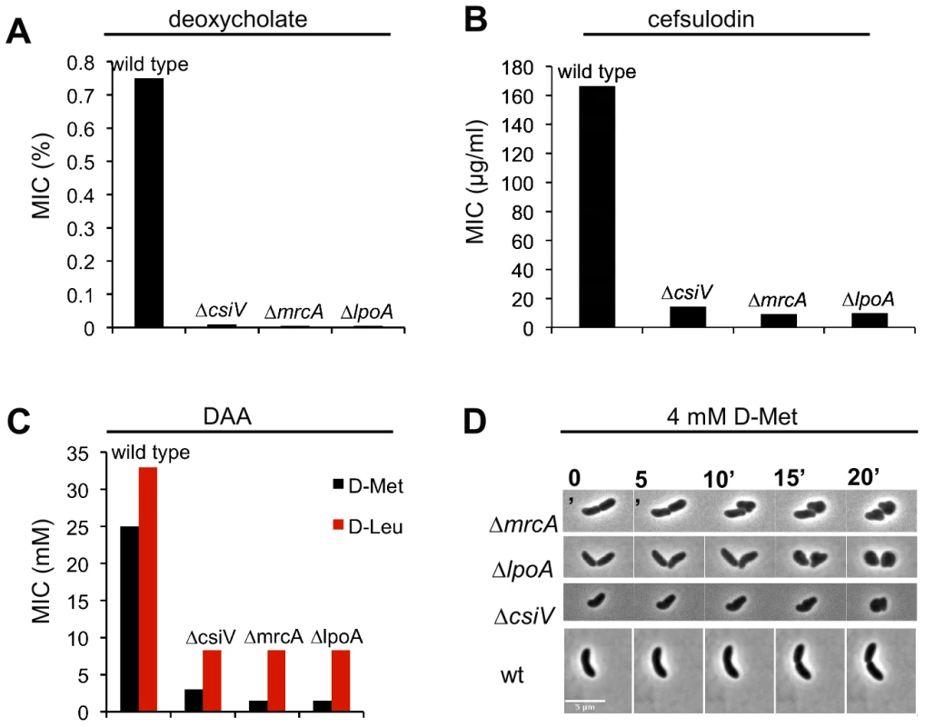 A <i>csiV</i> mutant phenocopies the growth deficiencies of <i>mrcA</i> and <i>lpoA</i> mutants.