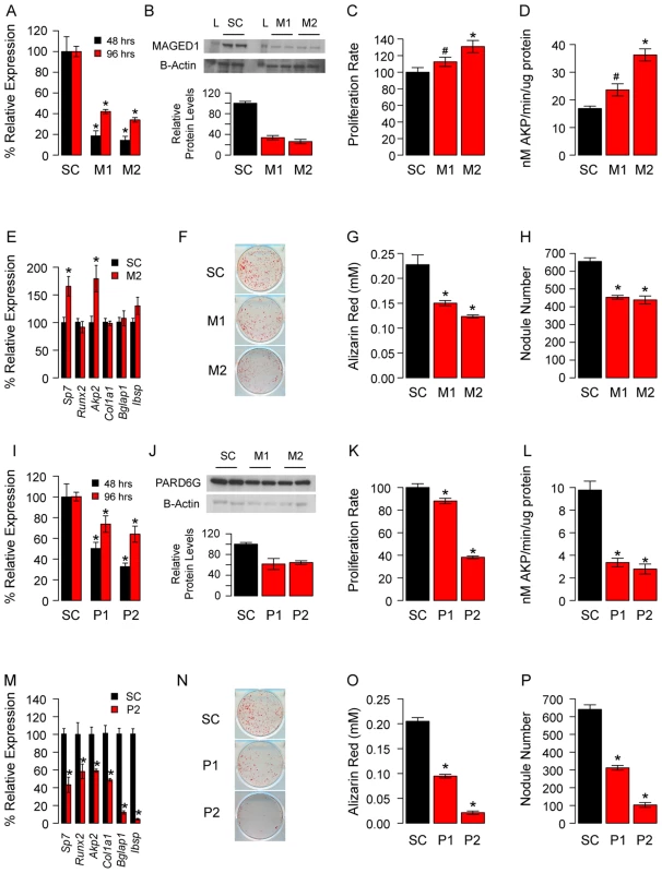 <i>Maged1</i> and <i>Pard6g</i> are novel regulators of osteoblast proliferation and differentiation.
