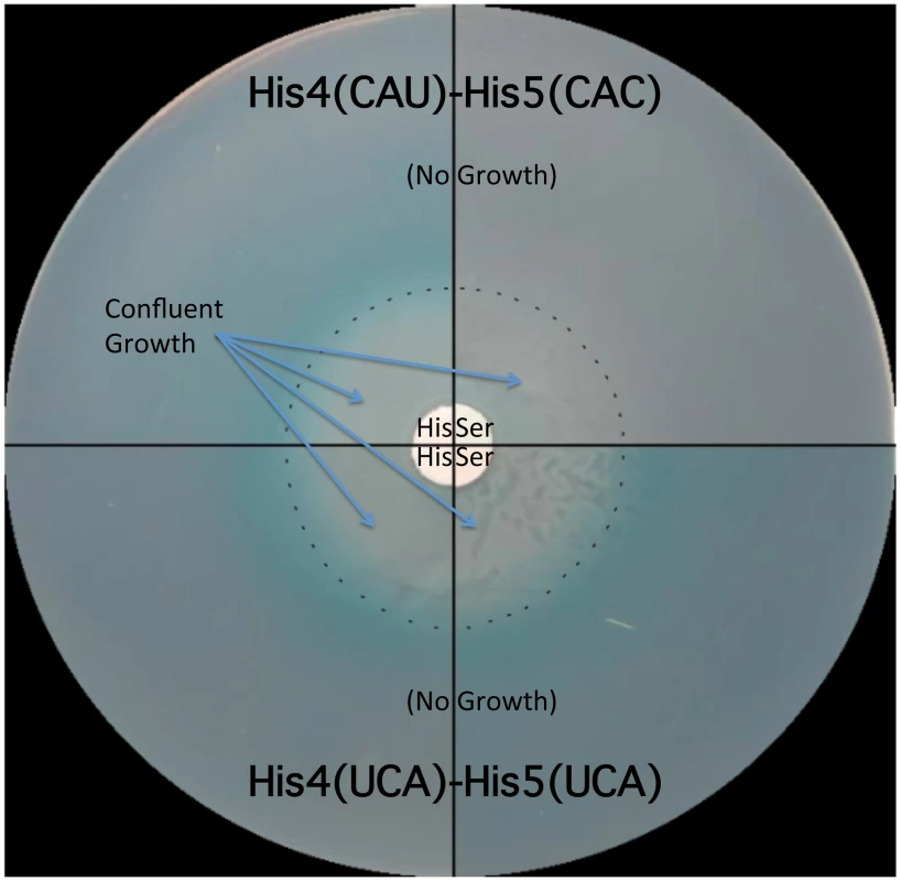 The His leader with UCA(Ser)-UCA(Ser) at His4-His5 responds to either histidine or serine starvation for loss of attenuation.