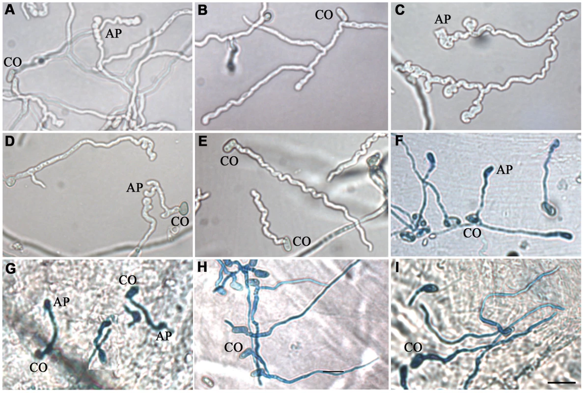 MEST1 regulates appressorial differentiation.
