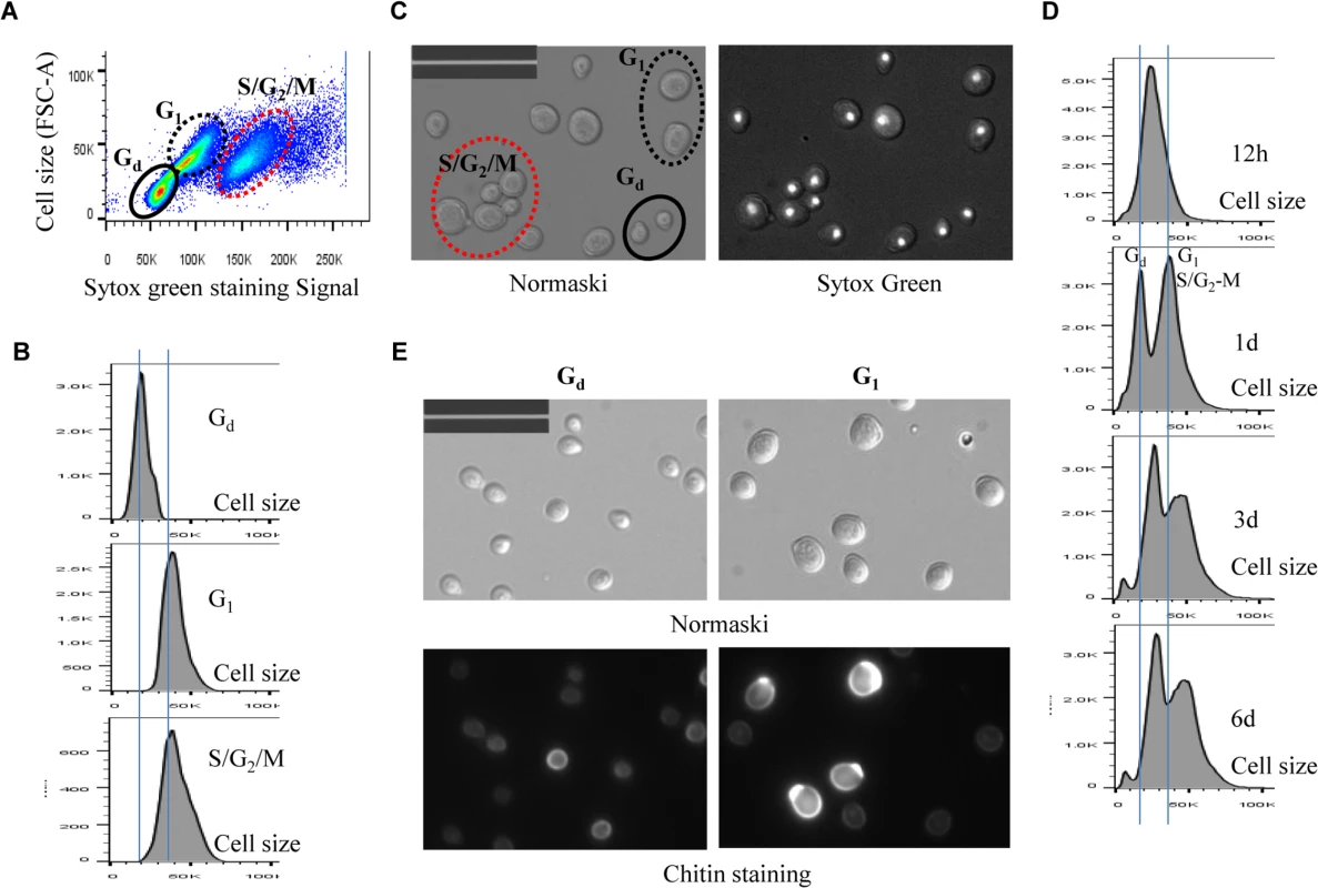 Analysis of cell size of different populations in WT cell culture. 5A:
