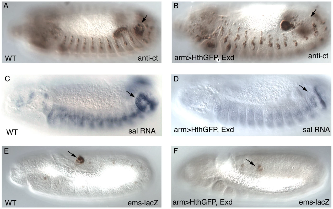 Expression of early Abd-B downstream targets after Exd/Hth ectopic induction.