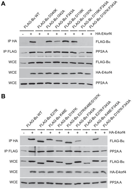 B55α residues involved in Tau dephosphorylation and E4orf4 binding.
