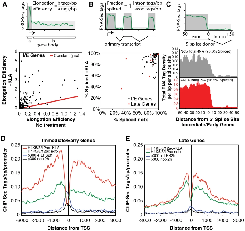 Quantification of elongation, splicing, and H4 actylation at I/E and late TLR4-responsive promoters.