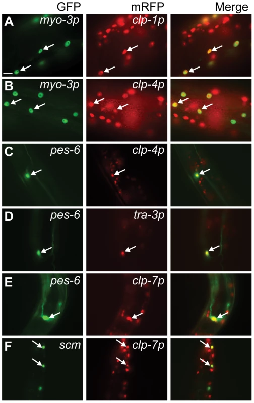 Calpain <i>nls::mrfp</i> expression in non-neuronal tissues.