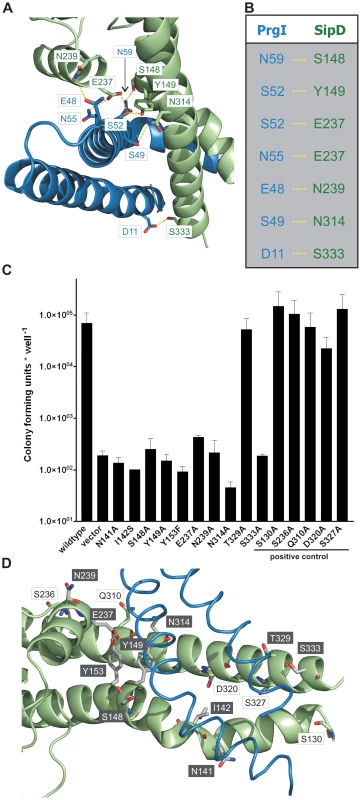 Interaction of SipD and PrgI in the T3SS needle tip complex.