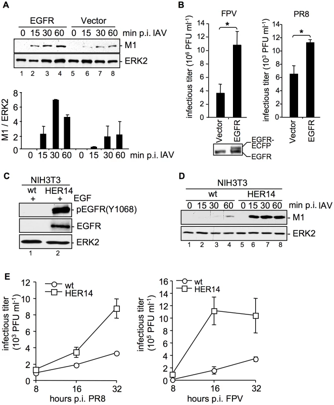 EGFR is involved in IAV uptake.