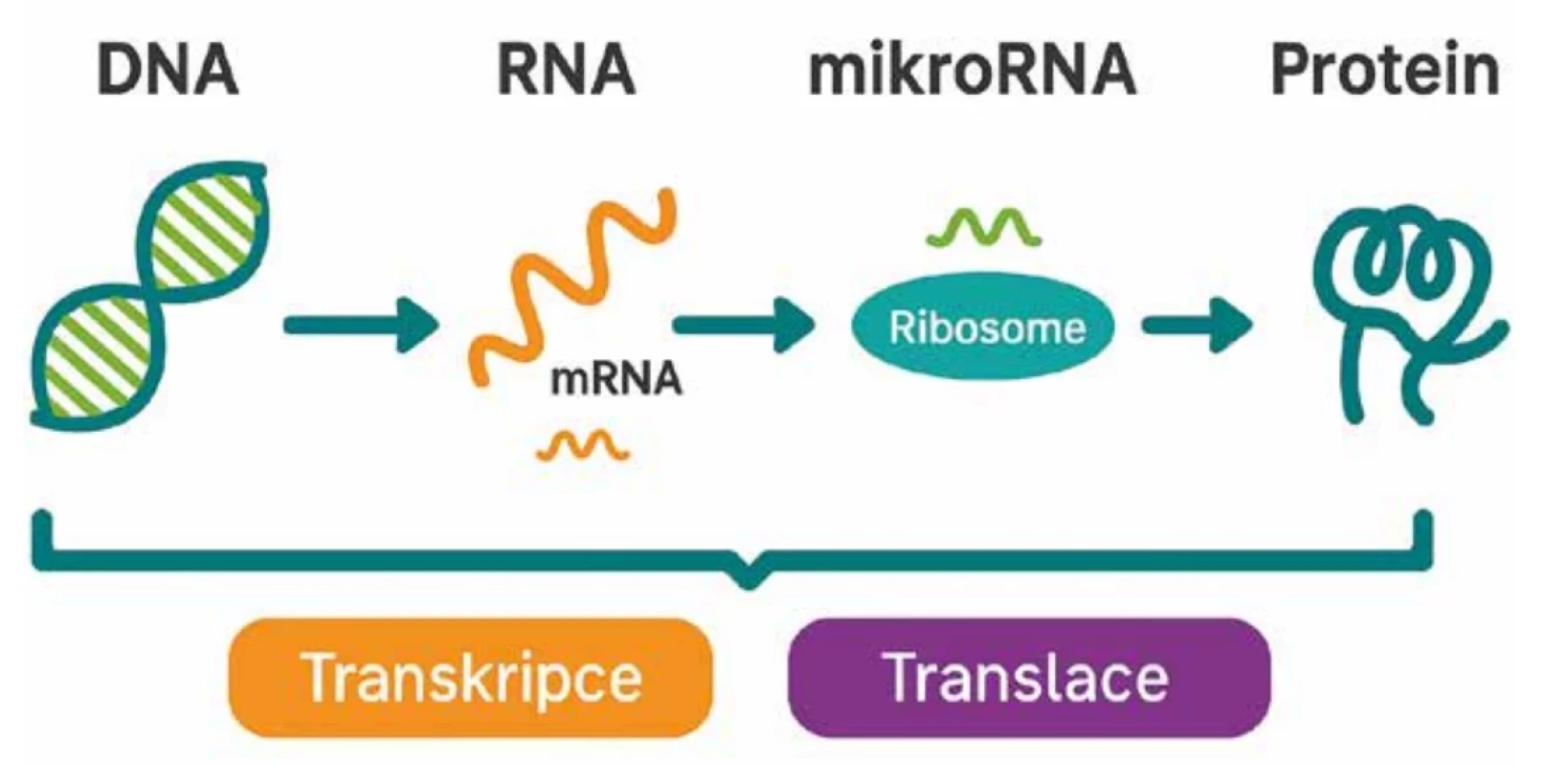 mikroRNA a  regulace syntézy proteinů [dle  https:// thygenext-thyramir.com/microrna/, generováno pomocí AI]