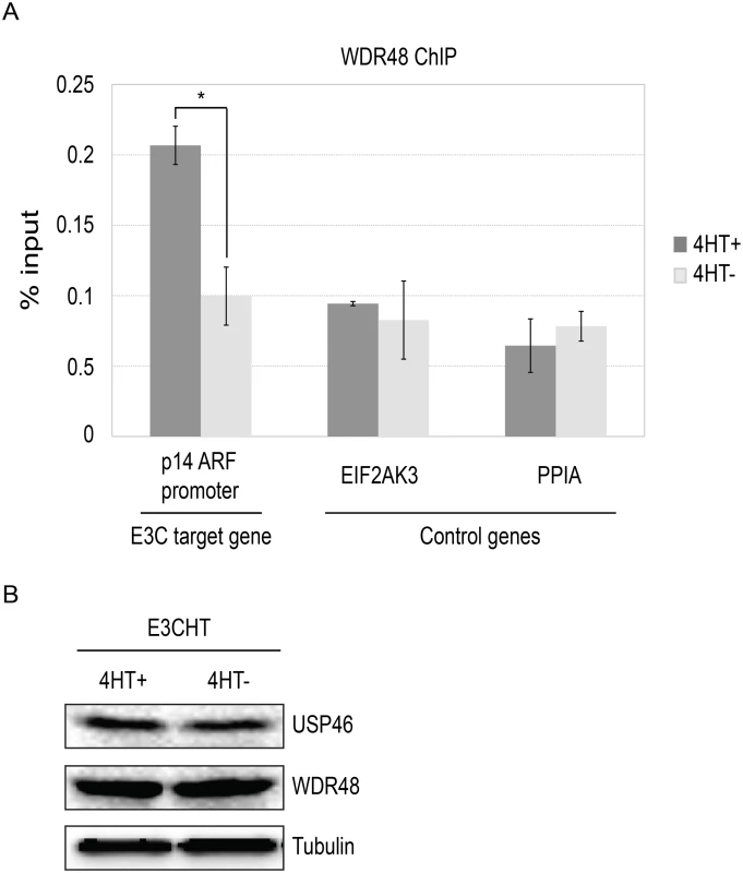 ChIP assay for WDR48 at the p14ARF promoter.