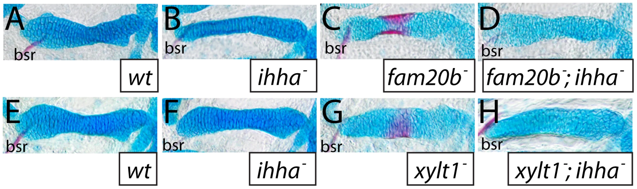 The <i>ihha</i> mutation is epistatic to bone, but not cartilage, phenotypes of <i>fam20b</i> and <i>xylt1</i> mutants.