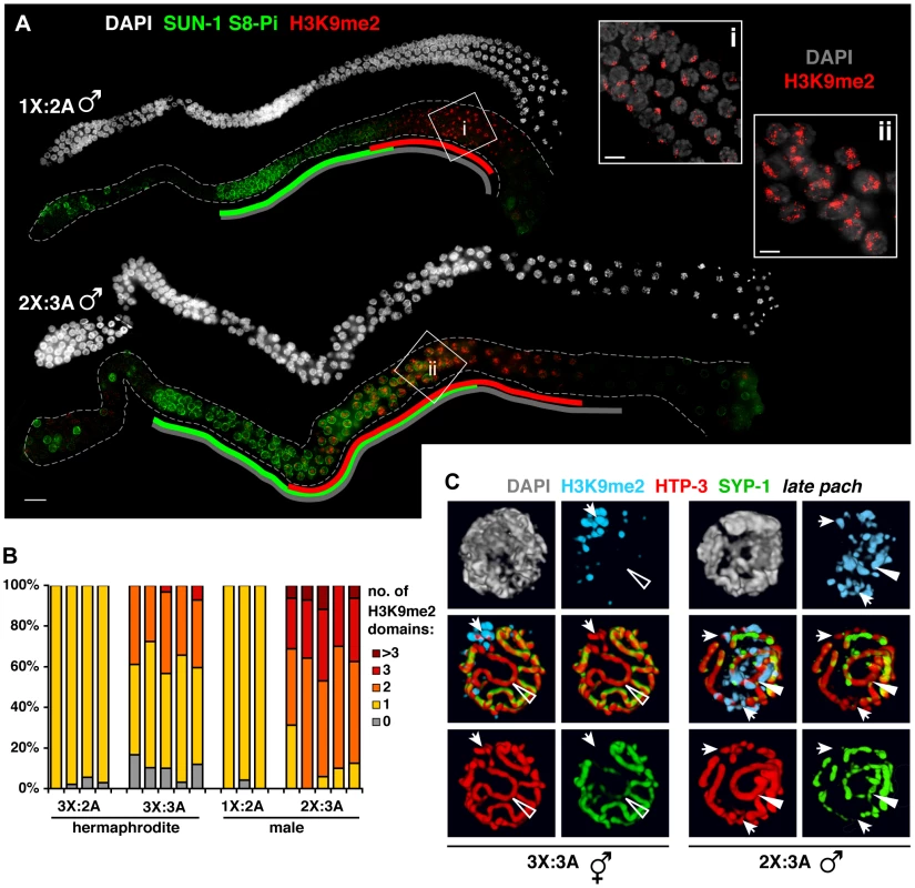 Male germ cells containing supernumerary chromosomes show a greater capacity to apply H3K9me2.