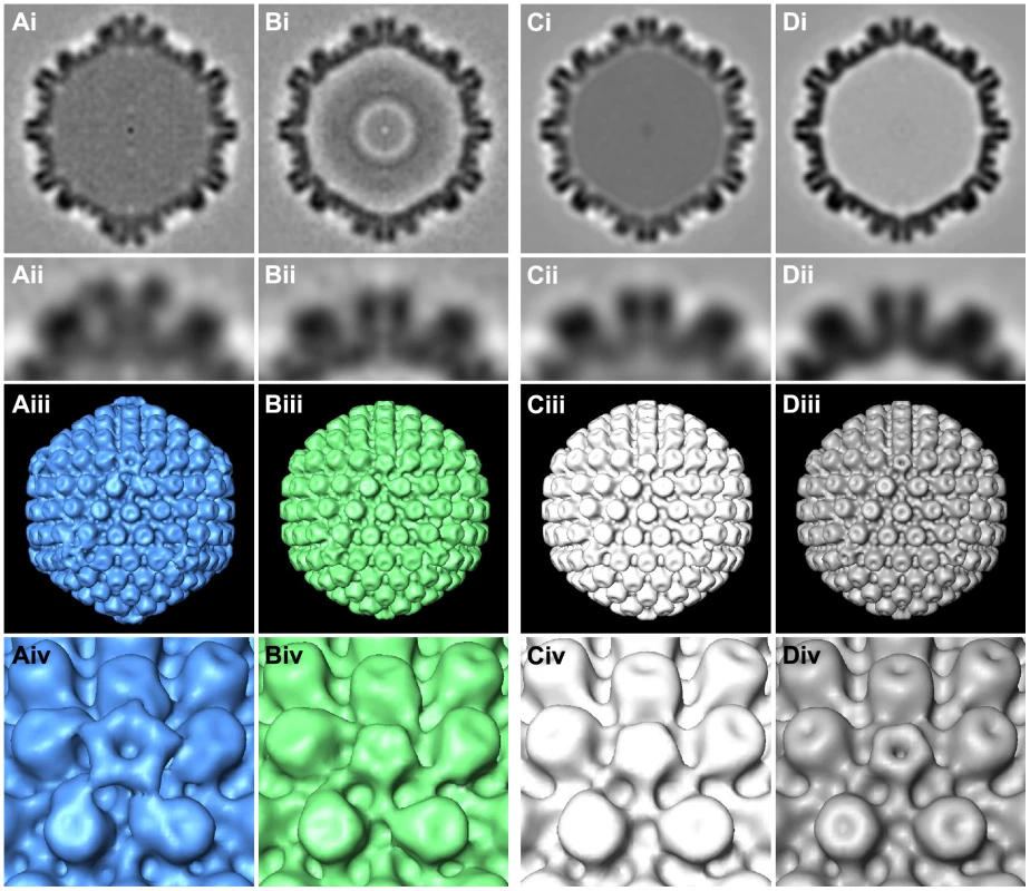 Subvolume averaging of cytosolic capsids.