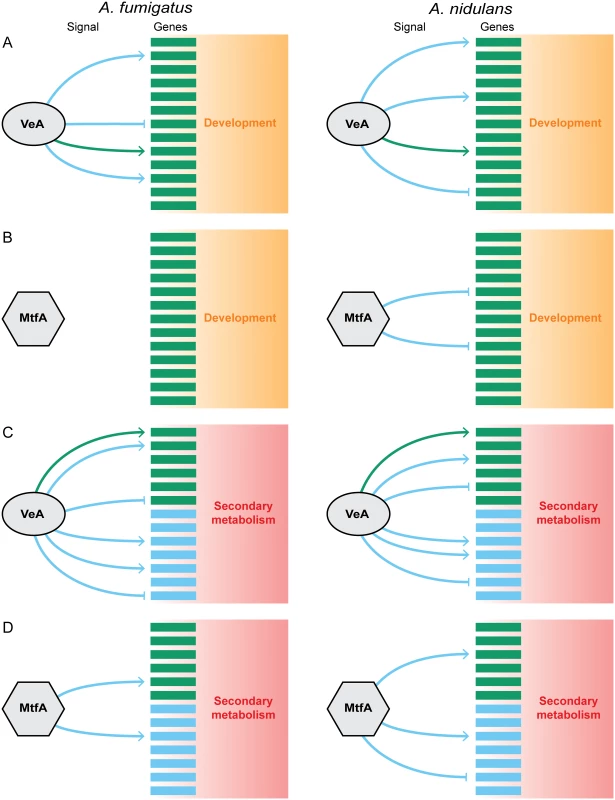 Model of the evolution of the regulatory circuit controlling secondary metabolism and development in <i>Aspergillus</i>.