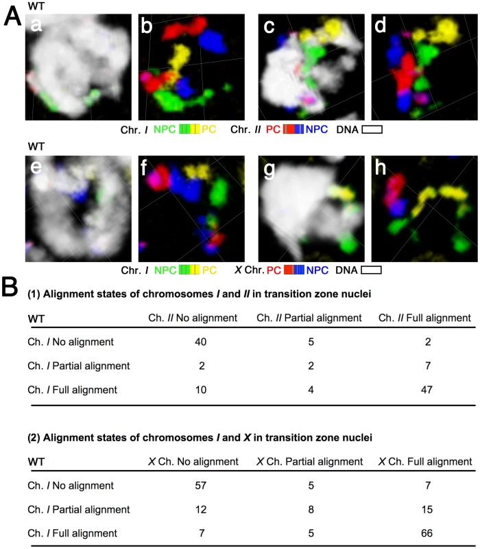 Chromosomes do not exhibit a temporal hierarchy for homolog alignment in the transition zone.