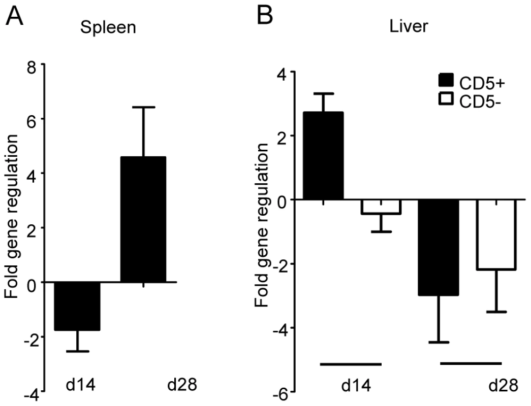 IRF-5 is upregulated in T-cells during <i>L. donovani</i> infection.