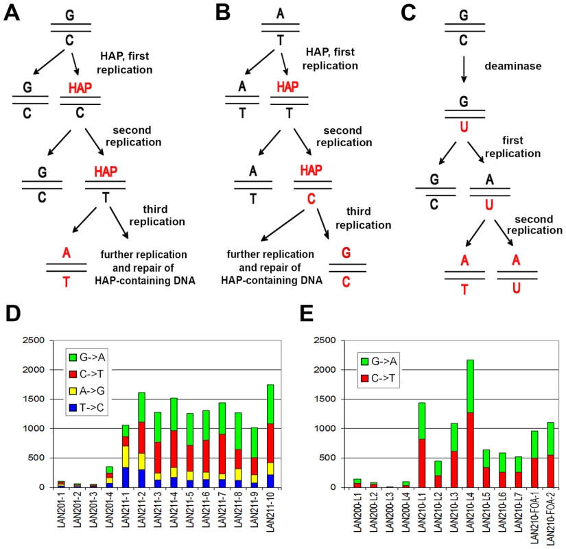 Induction of mutations by HAP and PmCDA1.