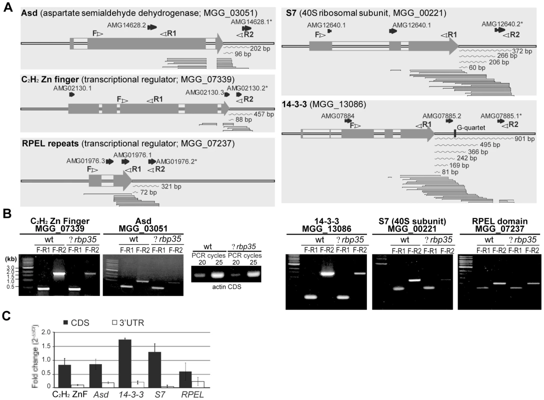 RBP35-dependent transcripts showed altered 3′UTR processing.