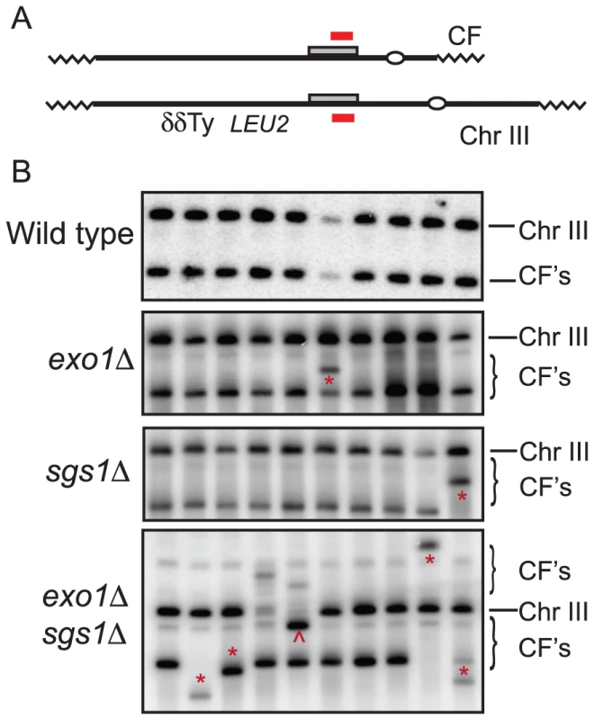 PFGE and Southern blot analysis of individual CFs.