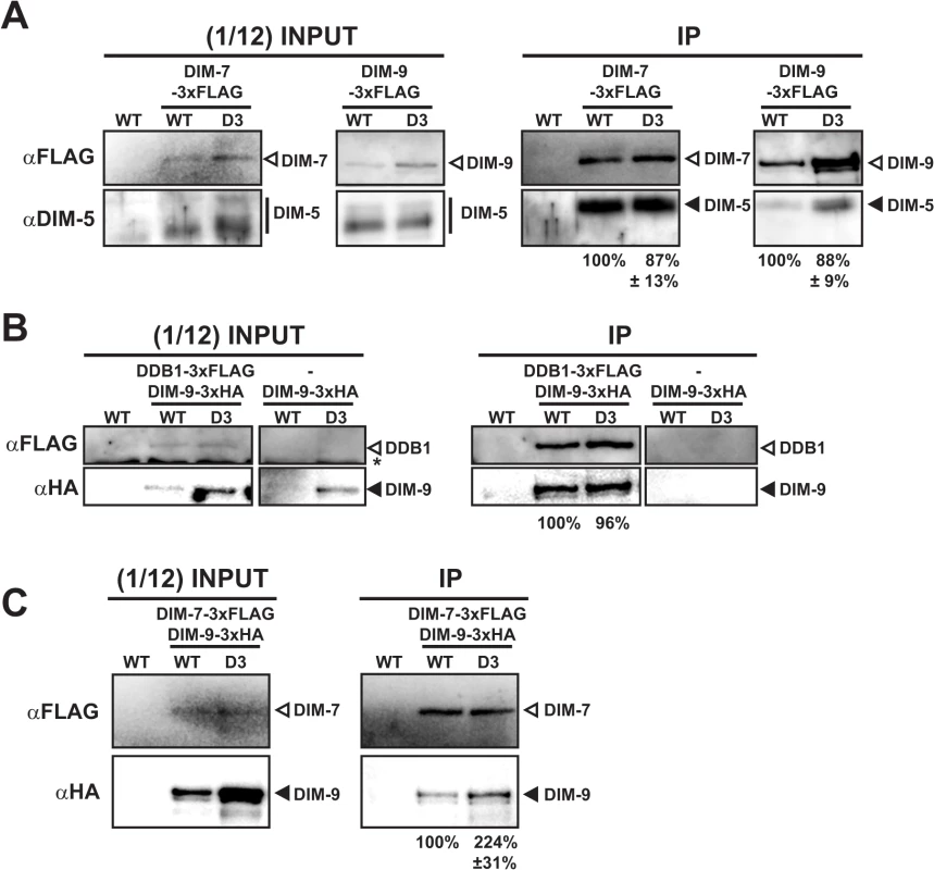 Interactions between DCDC members are not compromised by the mutations in <i>dim-3</i>.