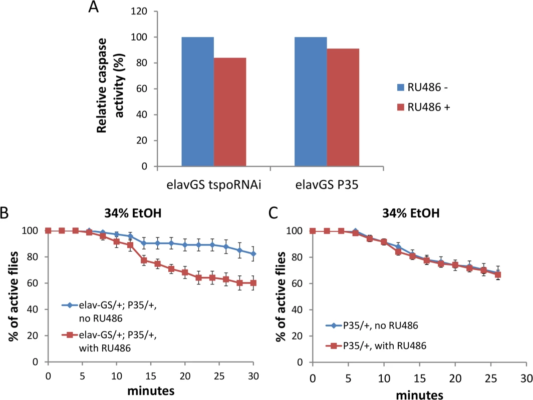 Depletion of dTSPO in neurons suppresses caspase activity which is sufficient to increase ethanol sensitivity.