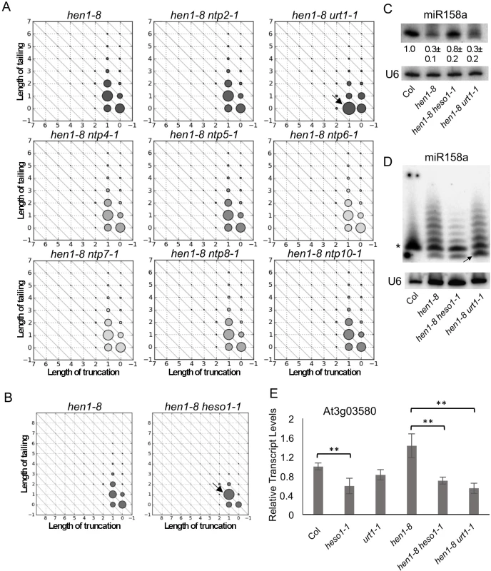 Distinct and coordinated tailing of miR158 by URT1 and HESO1.