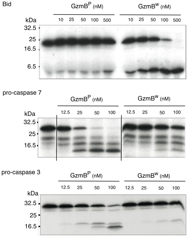 GzmB<sup>W</sup> cleaves Bid more efficiently and procaspases less efficiently than GzmB<sup>P</sup>.