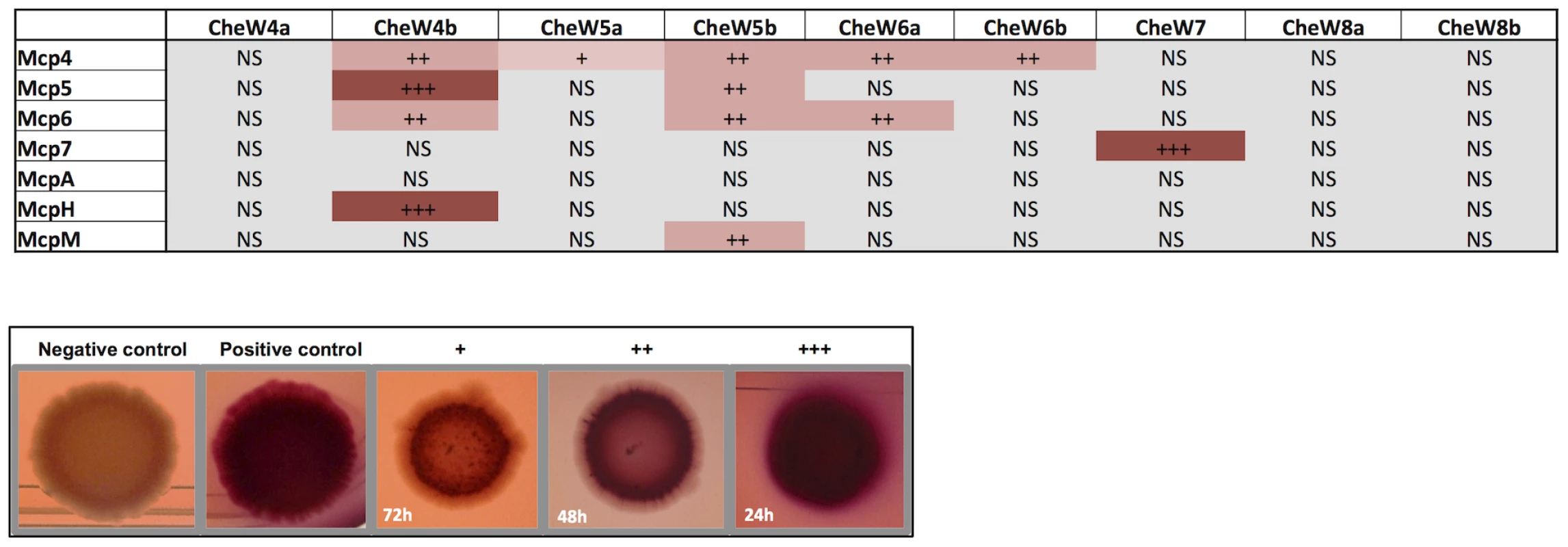<i>In vivo</i> MCP-CheW interactions.