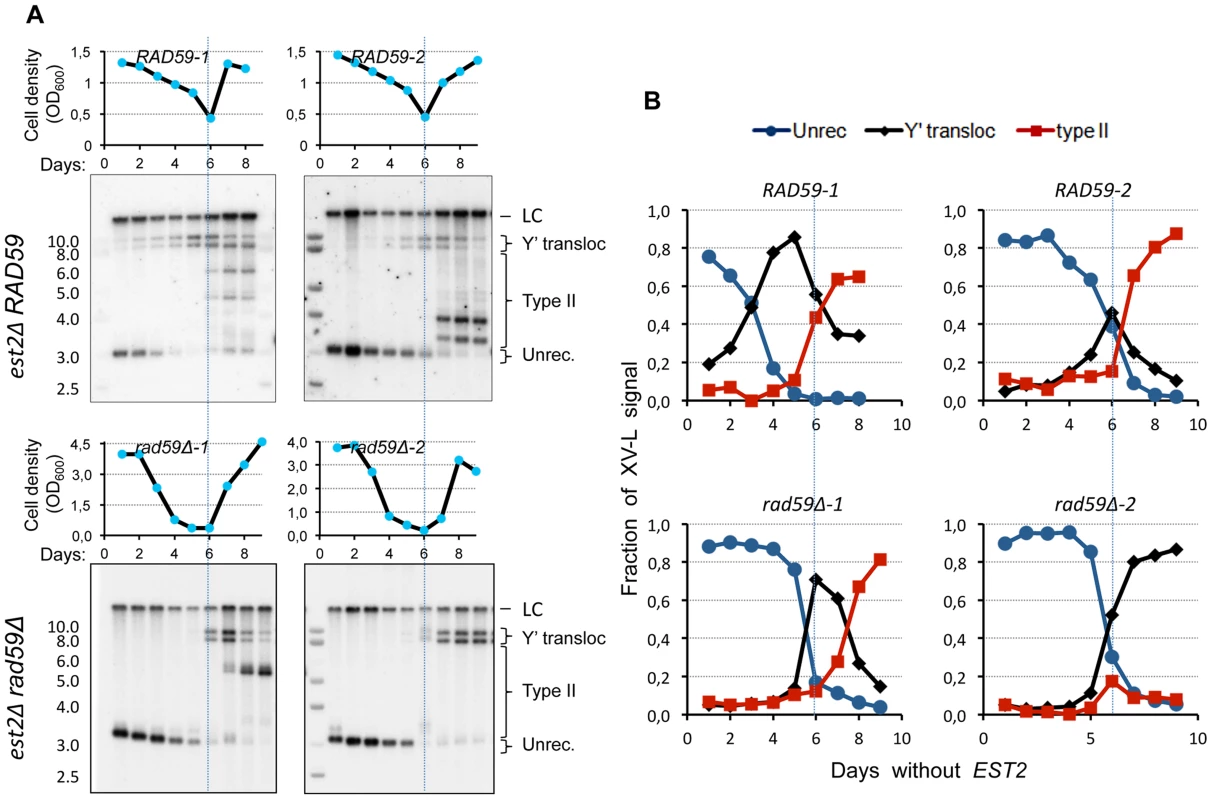 <i>RAD59</i> deletion results in a delay of Y′ translocation on the native X-only telomere XV-L.