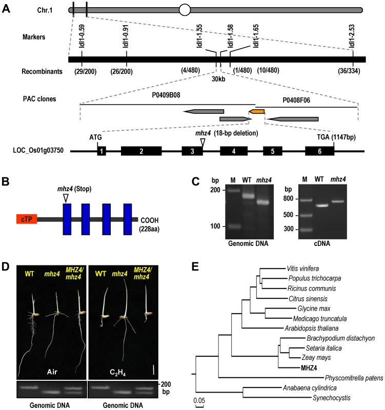 Map-based cloning of <i>mhz4</i> locus.