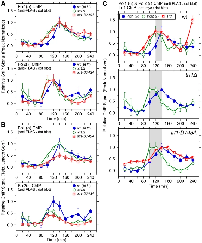 Cell cycle ChIP assays to monitor association of DNA polymerases with telomeres in <i>trt1Δ</i> and <i>trt1-D743A</i> cells.